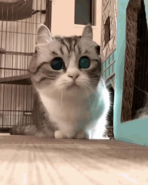 komaru-cat|400x500
